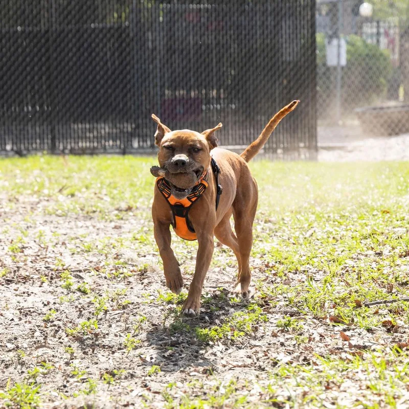 An adult medium-sized female Mixed Breed dog named Ruby for adoption in Gainesville, FL