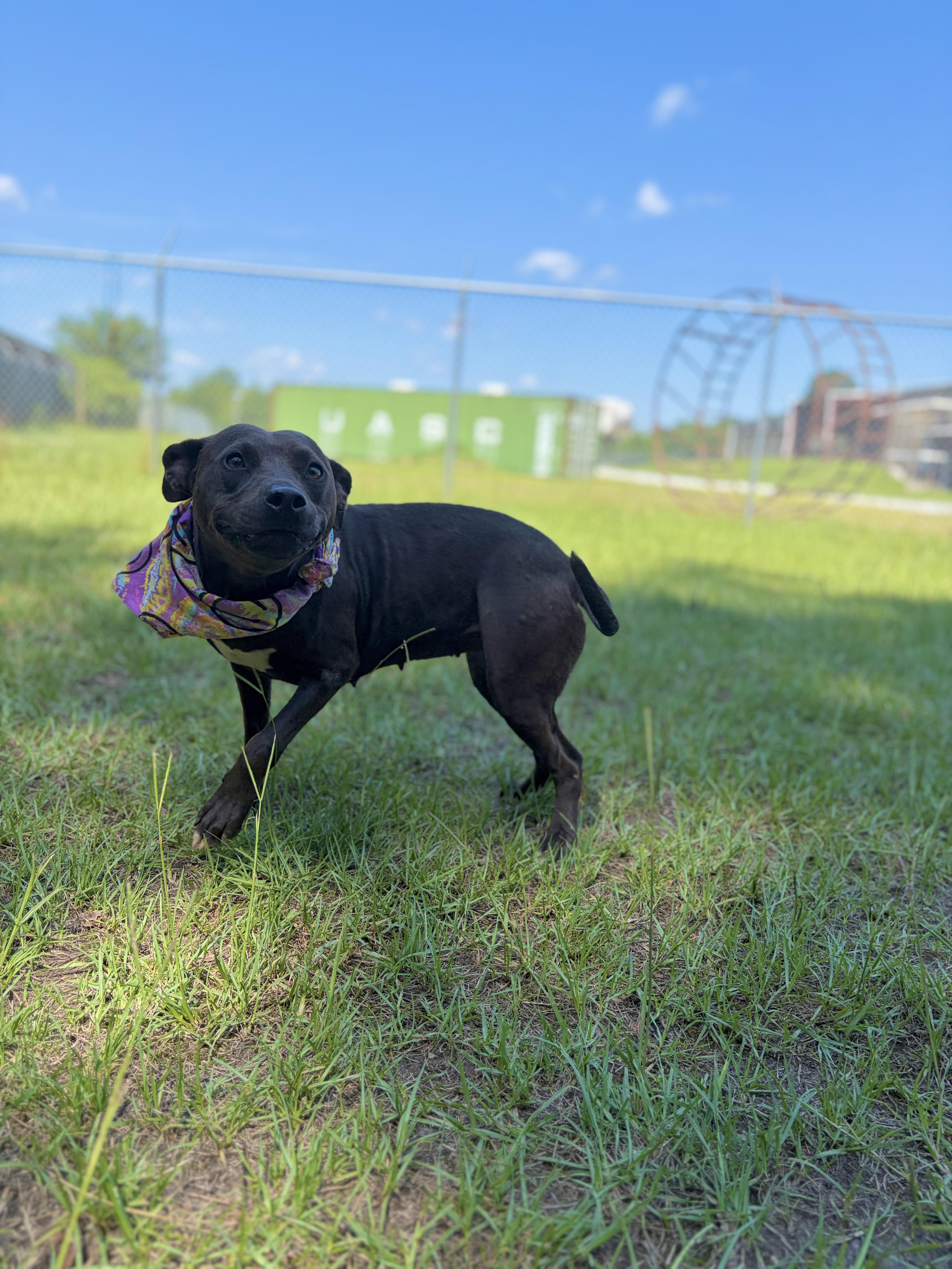 An adult medium-sized female Brown / Chocolate Mixed Breed dog named Pawdrey for adoption in Winnsboro, SC