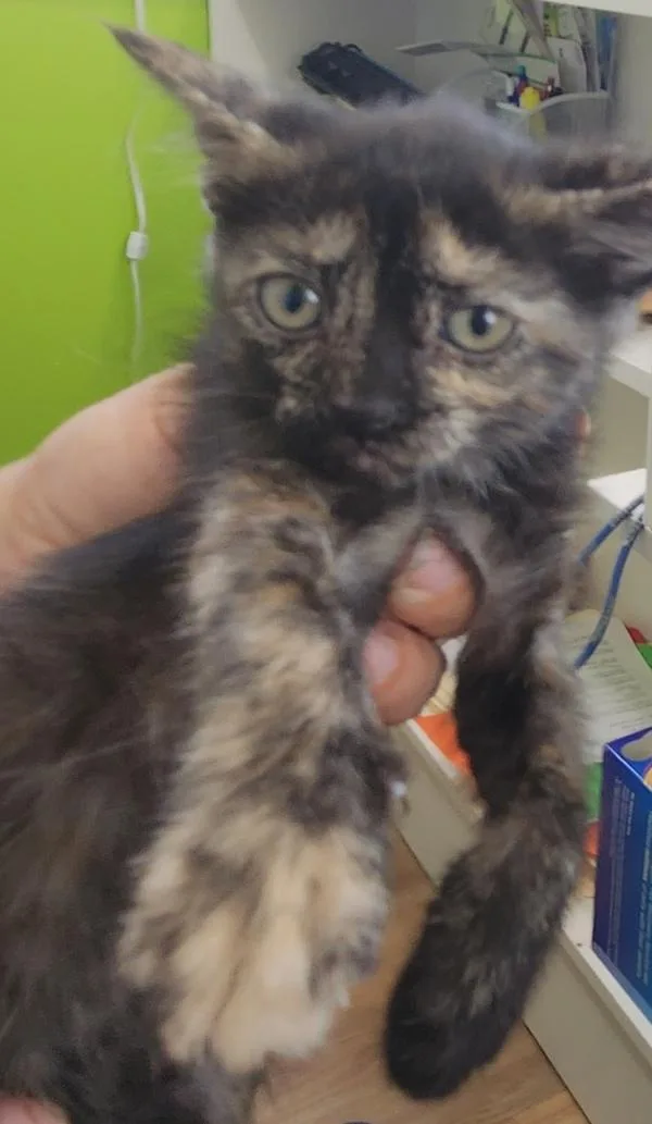 A baby small-sized female Domestic Short Hair cat named Bopper for adoption in Cleveland, TN