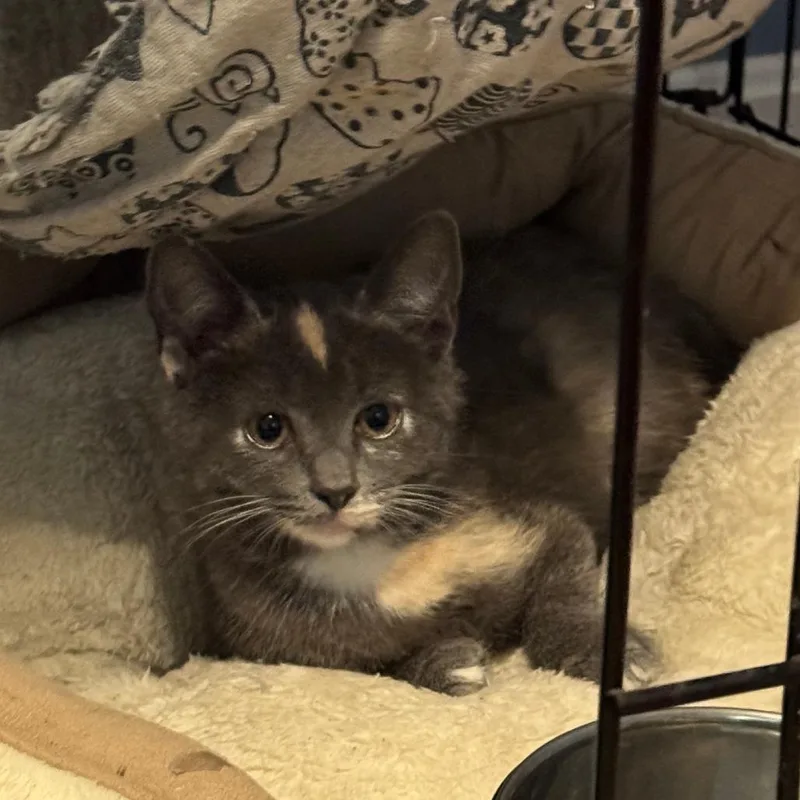 Wilma thumbnail 2