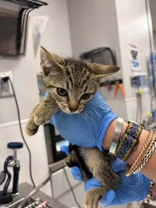 A baby small-sized female Domestic Short Hair cat named Black Band for adoption in Gastonia, NC