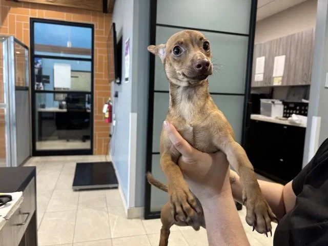 A young small-sized male Chihuahua dog named Narison for adoption in Garland, TX