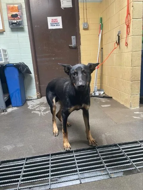 A young medium-sized male German Shepherd Dog dog named Rocket for adoption in Stockton, CA