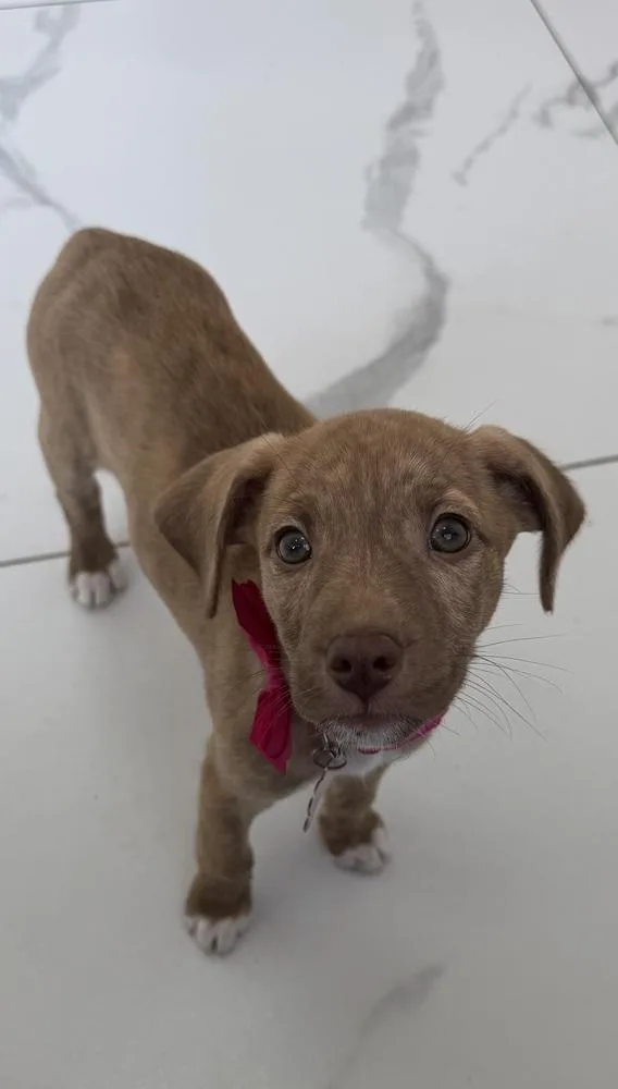 A baby medium-sized female Mixed Breed dog named Apple Jack for adoption in Clinton Township, MI