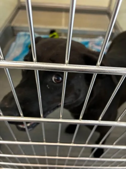 A young medium-sized female Chow Chow dog named Ava for adoption in Bryant, AR