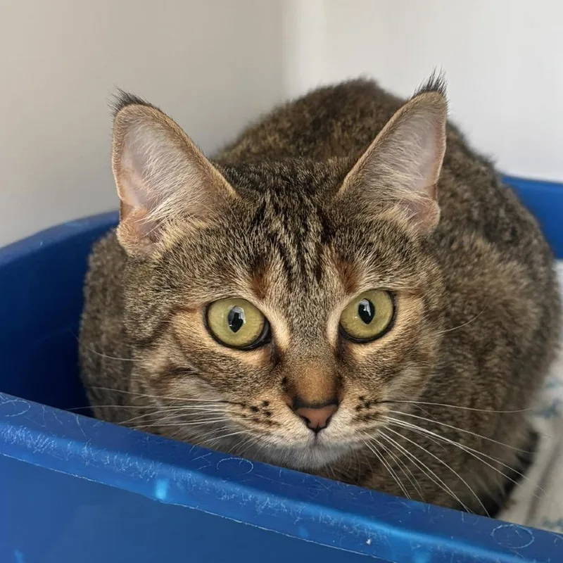 An adult medium-sized female Brown / Chocolate Domestic Short Hair cat named Patricia for adoption in Rocky Mount, VA