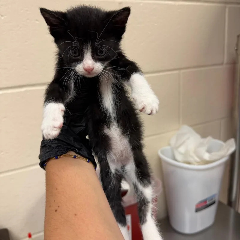 A baby small-sized female Domestic Short Hair cat named July for adoption in Reno, NV