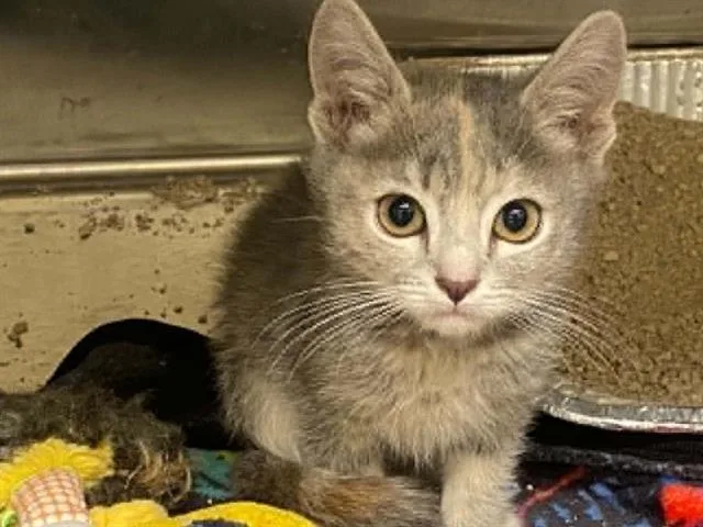A baby small-sized female Domestic Short Hair cat named Little Miss for adoption in Tustin, CA