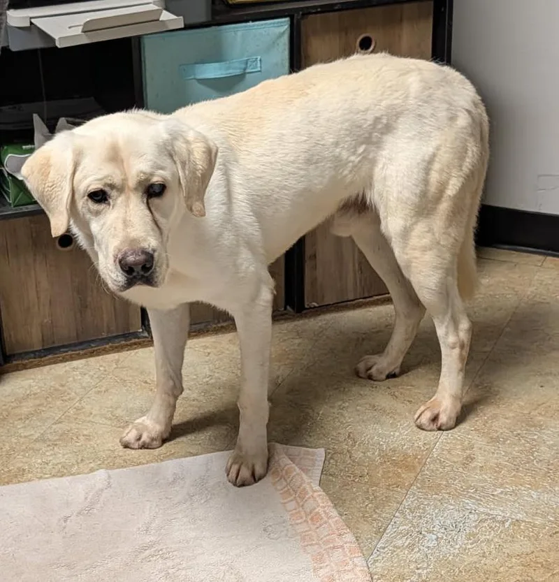 An adult medium-sized male Yellow / Tan / Blond / Fawn Yellow Labrador Retriever dog named Scout for adoption in Marietta, OH