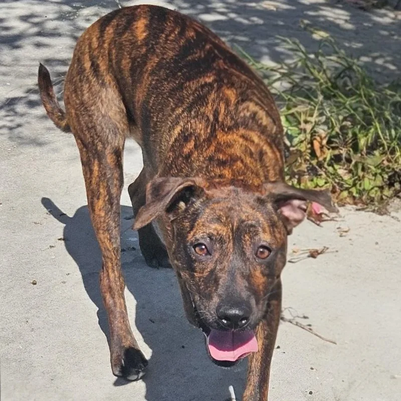 A young medium-sized female Brindle Plott Hound dog named Sara Bella for adoption in CORPUS CHRISTI, TX