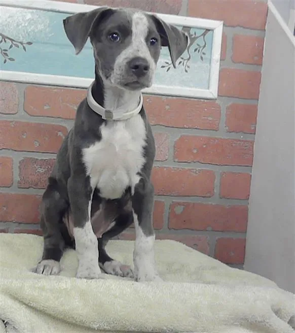 A baby small-sized female Catahoula Leopard Dog dog named Bubbles for adoption in Houston, TX