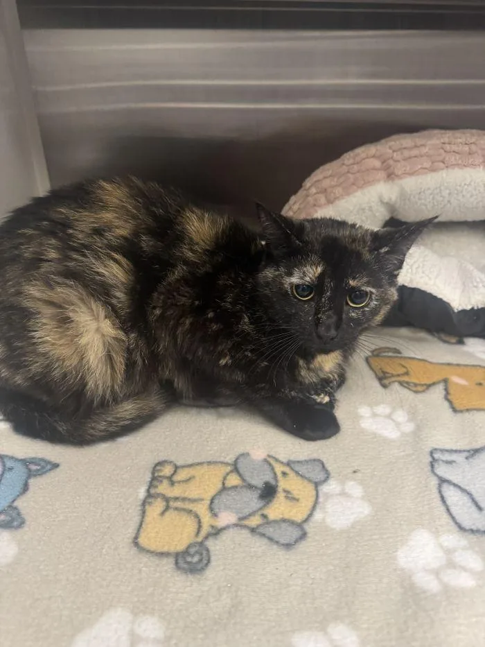 A young medium-sized female Domestic Short Hair cat named Cheerwine for adoption in Hilton Head Island, SC