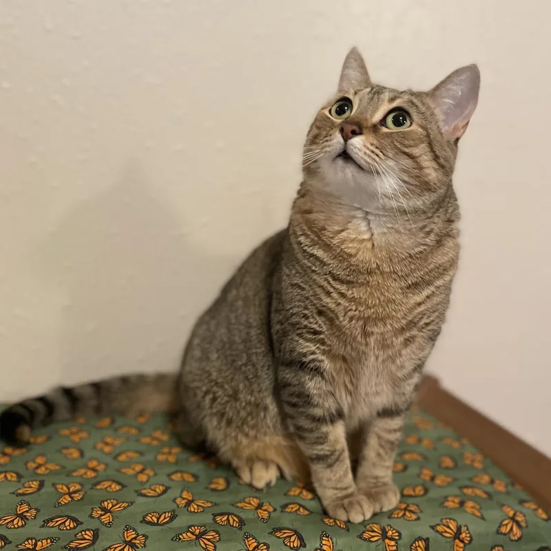 An adult small-sized female Brown / Chocolate Domestic Short Hair cat named Ma'am for adoption in Bristol, IN