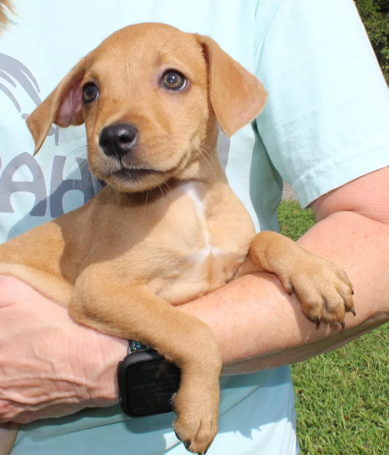 A baby medium-sized female Retriever dog named Tiny Tina for adoption in Prattville, AL