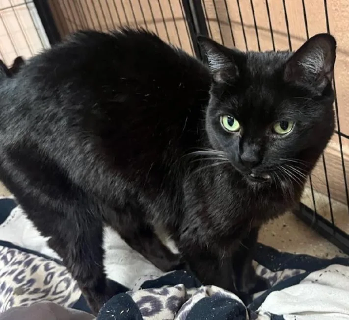 An adult medium-sized female Domestic Short Hair cat named Justine for adoption in Phoenix, AZ