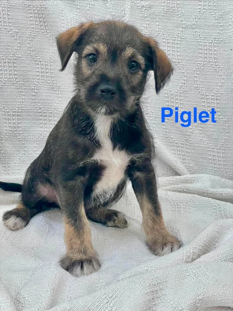Piglet