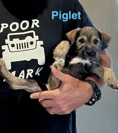 Piglet thumbnail 4