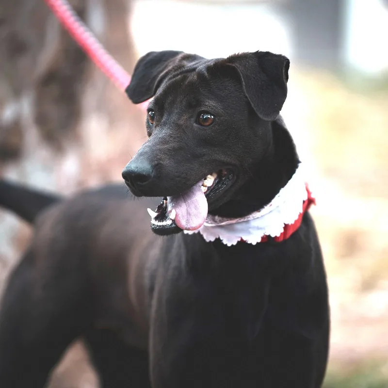 A young medium-sized female Mixed Breed dog named Mandy for adoption in Hacienda Heights, CA