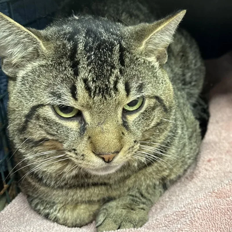 An adult medium-sized male Tabby (Tiger Striped) Domestic Short Hair cat named Michaelangelo for adoption in HANSON, MA