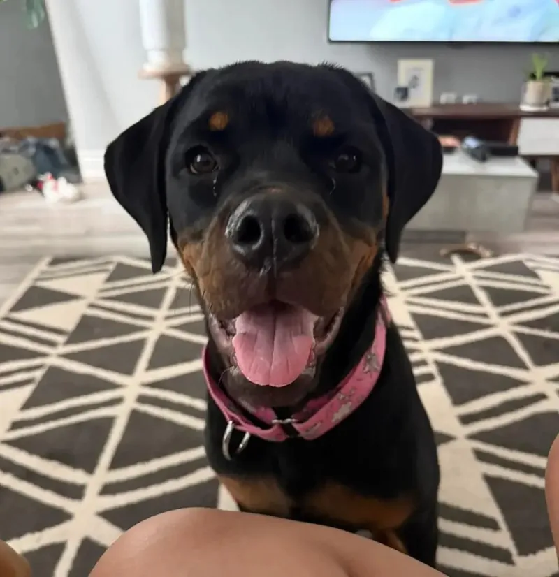 Rosie thumbnail 3