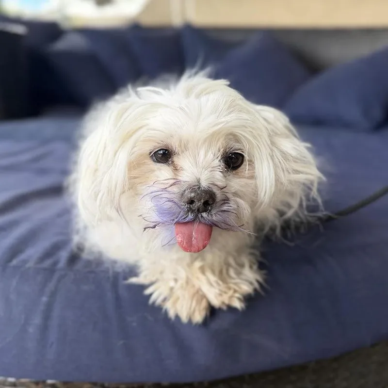 A senior small-sized male White / Cream Maltese dog named Griffin for adoption in Ramona, CA