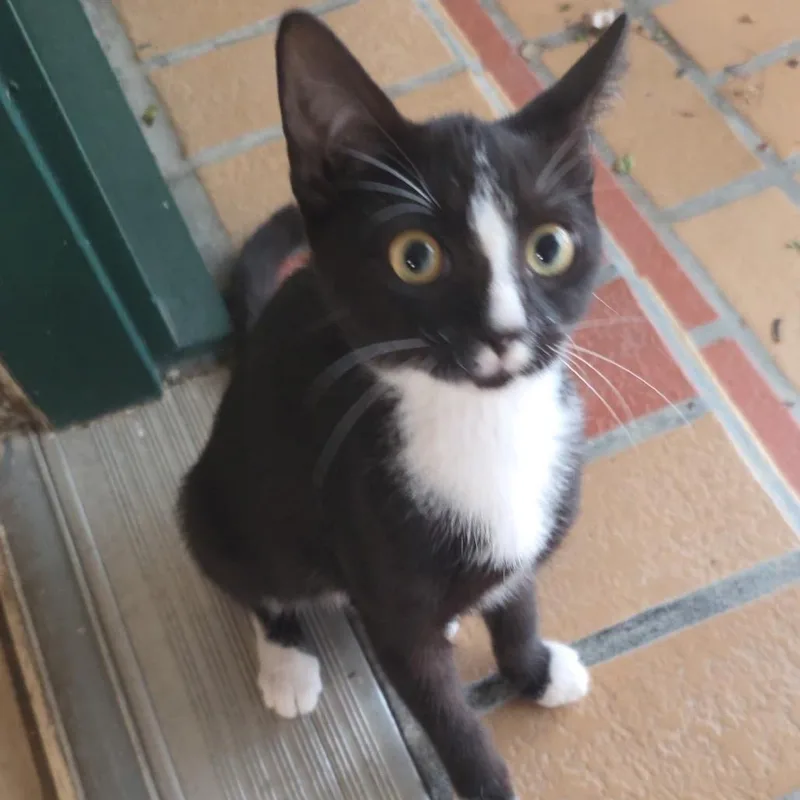 A baby small-sized female Black Domestic Short Hair cat named Joy for adoption in Houston, TX