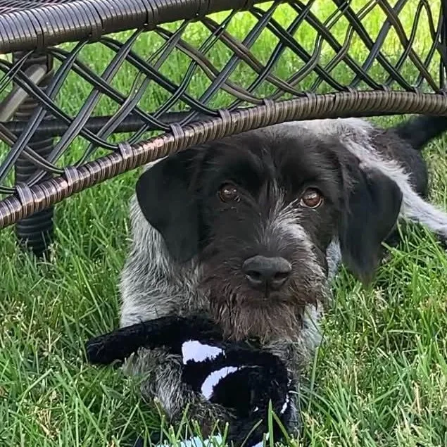 A baby large-sized male Bicolor German Wirehaired Pointer dog named Goose for adoption in Evansville, WI