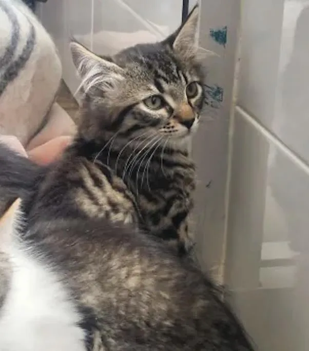 A baby small-sized female Brown / Chocolate Domestic Medium Hair cat named Dr. King for adoption in La Jolla, CA
