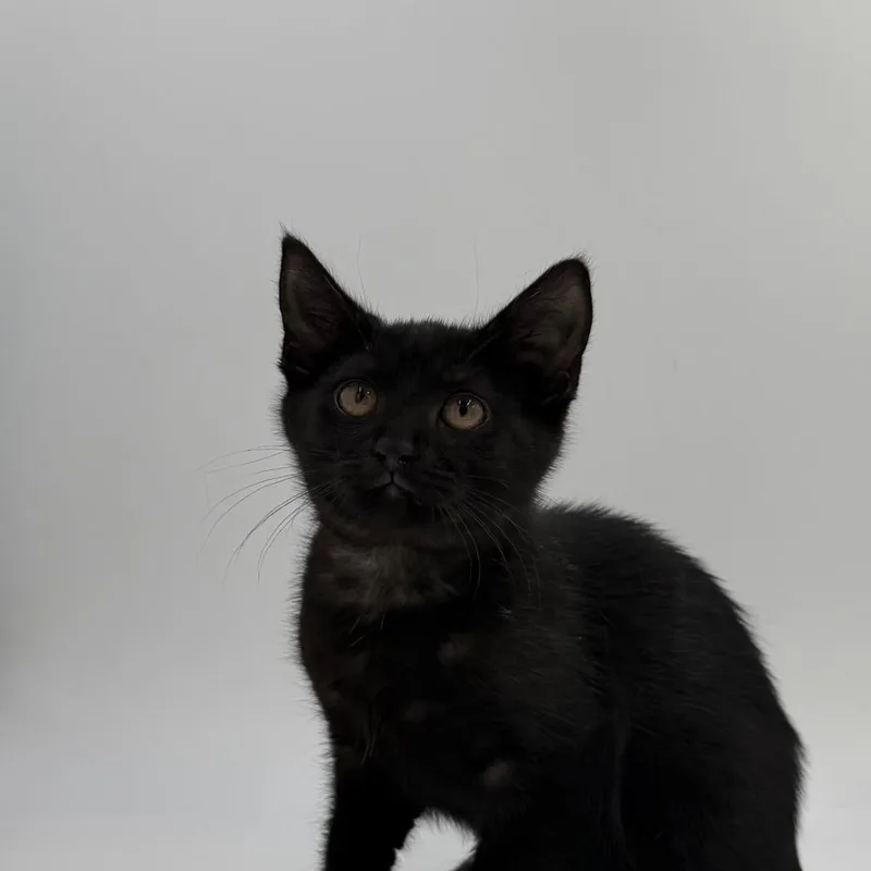 A baby medium-sized female Domestic Short Hair cat named Rain for adoption in State College, PA