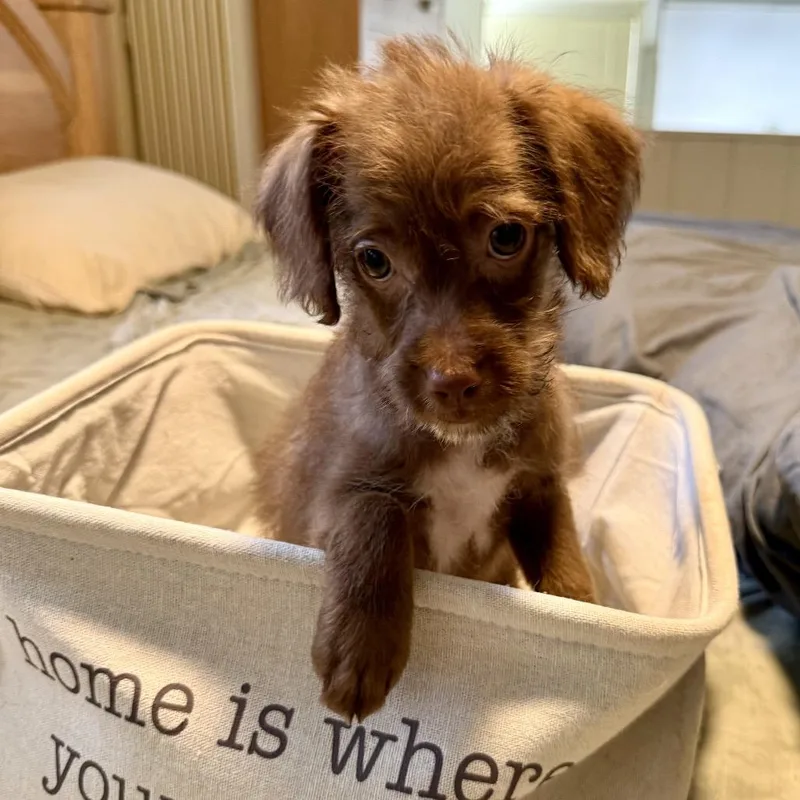 A baby small-sized male Dachshund dog named Pippin for adoption in Cumming, GA