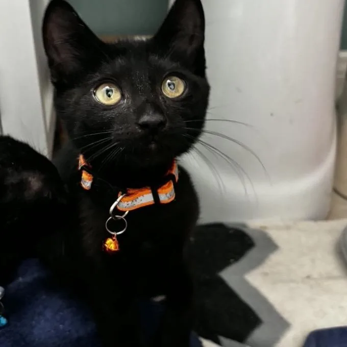 A baby small-sized male Black Domestic Short Hair cat named Orange Zest for adoption in Westminster, CA
