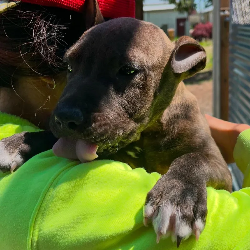 A baby medium-sized male Brown / Chocolate Pit Bull Terrier dog named Jonah for adoption in Port Angeles, WA