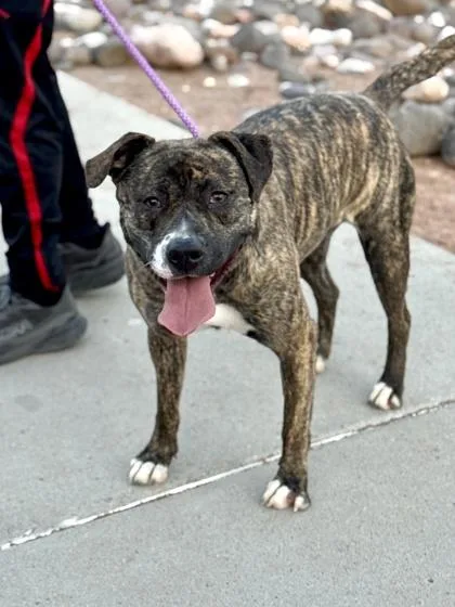 A baby large-sized female Pit Bull Terrier dog named Delta for adoption in El Paso, TX