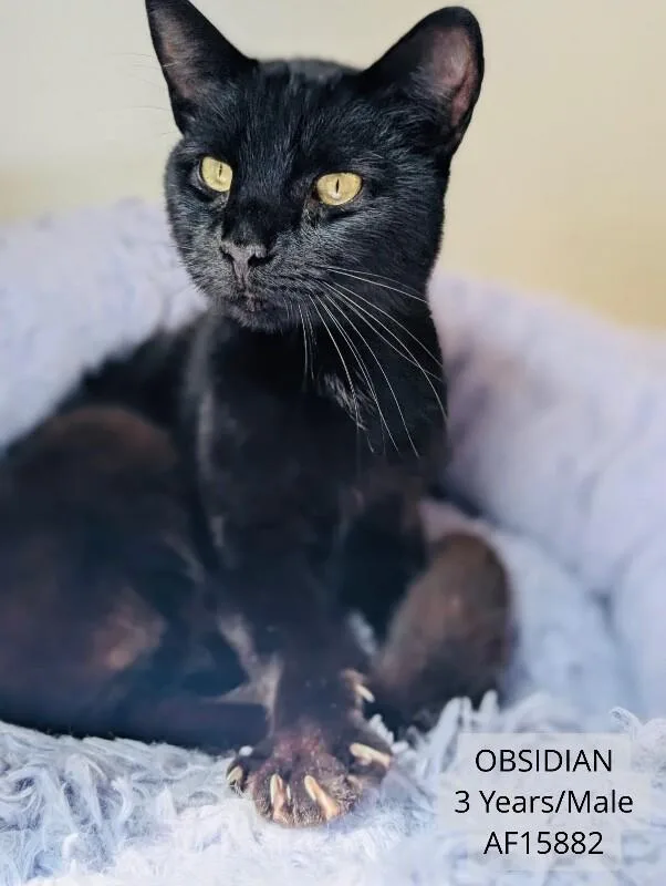An adult medium-sized male Black Domestic Short Hair cat named Obsidian for adoption in Supply, NC