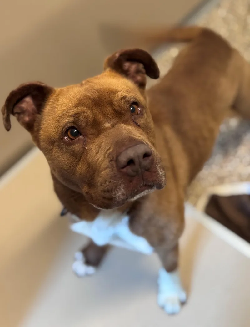 An adult medium-sized female Brown / Chocolate Pit Bull Terrier dog named Dolly for adoption in Hackensack, MN