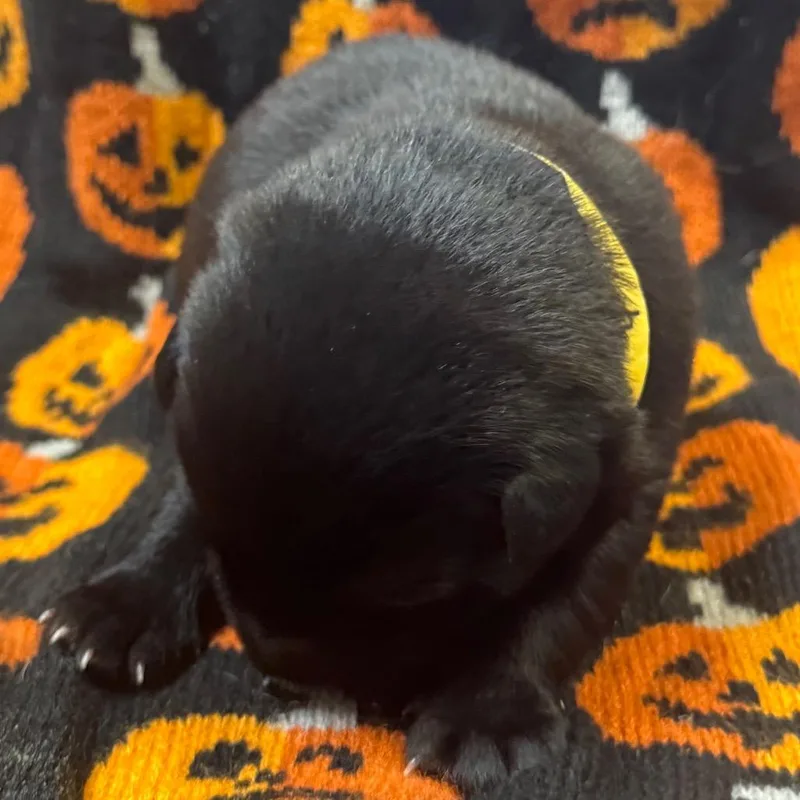 A young large-sized male Black Black Labrador Retriever dog named Clawd for adoption in Columbus, NC