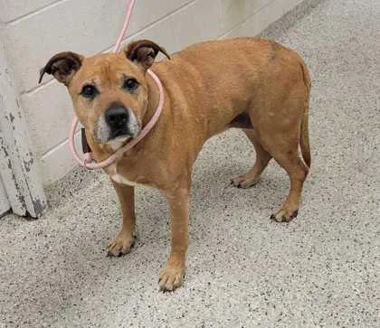 A senior large-sized female Yellow / Tan / Blond / Fawn Pit Bull Terrier dog named Charlie Sue for adoption in Kansas City, MO