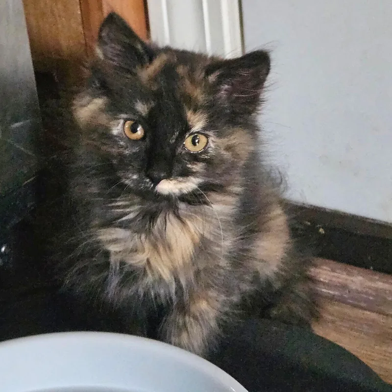 A baby medium-sized female Tortoiseshell Domestic Medium Hair cat named Grumpy for adoption in Washington, MI