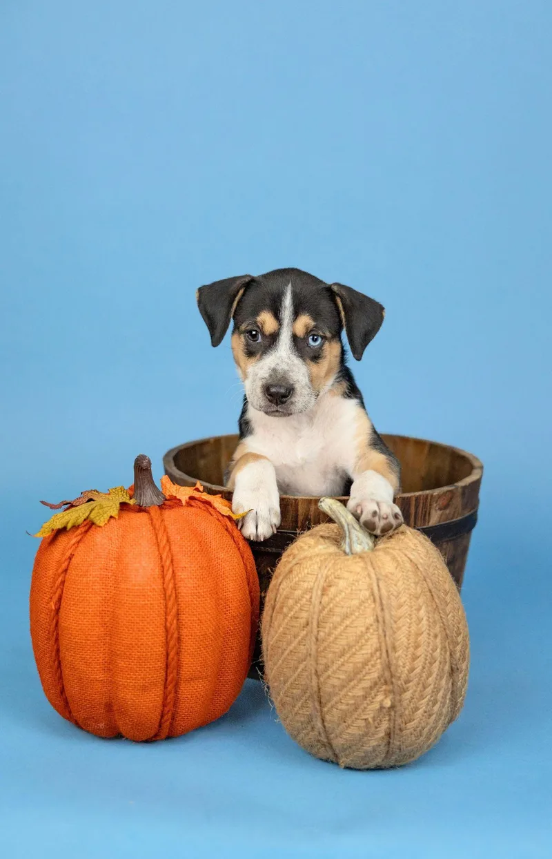 A baby medium-sized female Shepherd dog named 828-26 for adoption in Brighton, CO