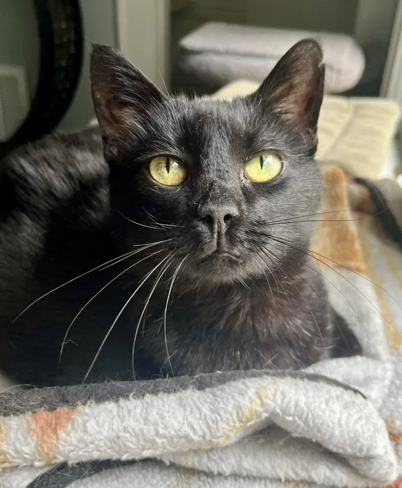 Lucky Snowflake thumbnail 3