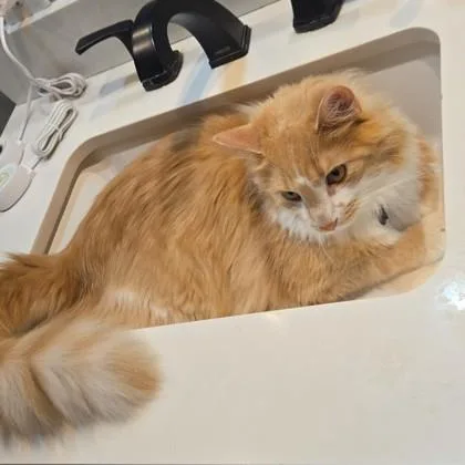 A young medium-sized male Orange & White Domestic Long Hair cat named Goose for adoption in Dubuque, IA