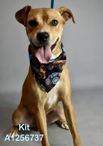 A young medium-sized male Beagle dog named Kit for adoption in Bakersfield, CA