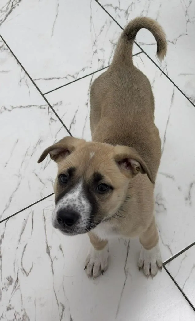 Lily thumbnail 3