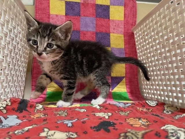 A young small-sized female Domestic Short Hair cat named Kara for adoption in Riverside, CA