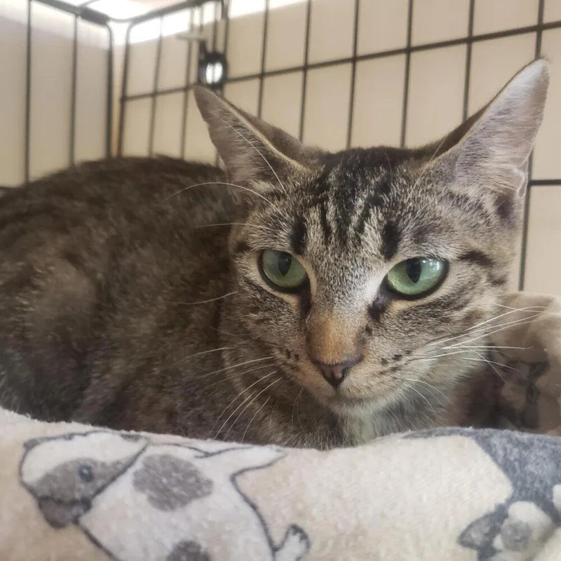 An adult medium-sized female Domestic Short Hair cat named Bonni for adoption in Candler, NC
