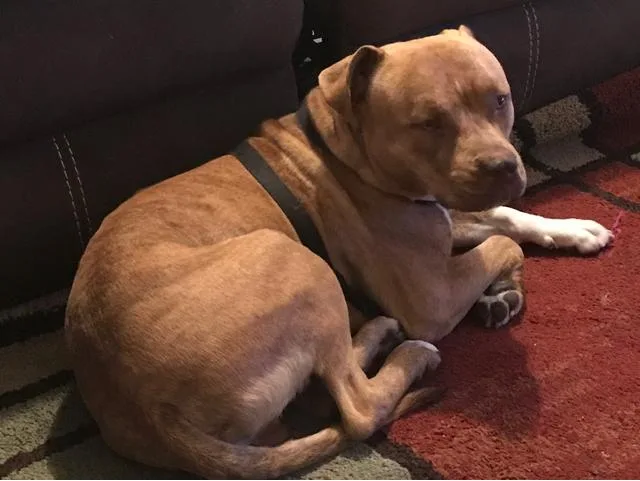 An adult large-sized male Mixed Breed dog named Rolo for adoption in West Palm Beach, FL