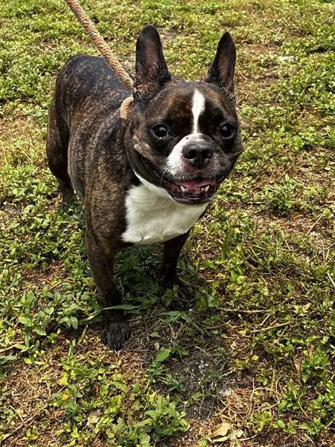 An adult small-sized male French Bulldog dog named Frankie for adoption in Fort Lauderdale, FL