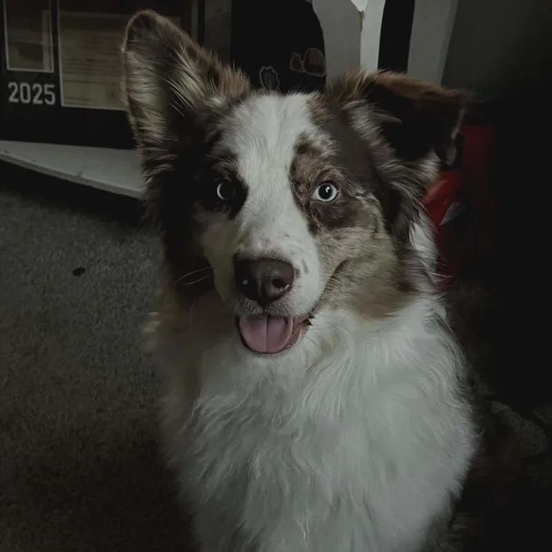 An adult medium-sized male Red / Chestnut / Orange Australian Shepherd dog named Apollo for adoption in Ada, MN