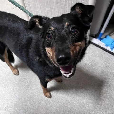 An adult medium-sized female Australian Cattle Dog / Blue Heeler dog named Oona for adoption in Alameda, CA