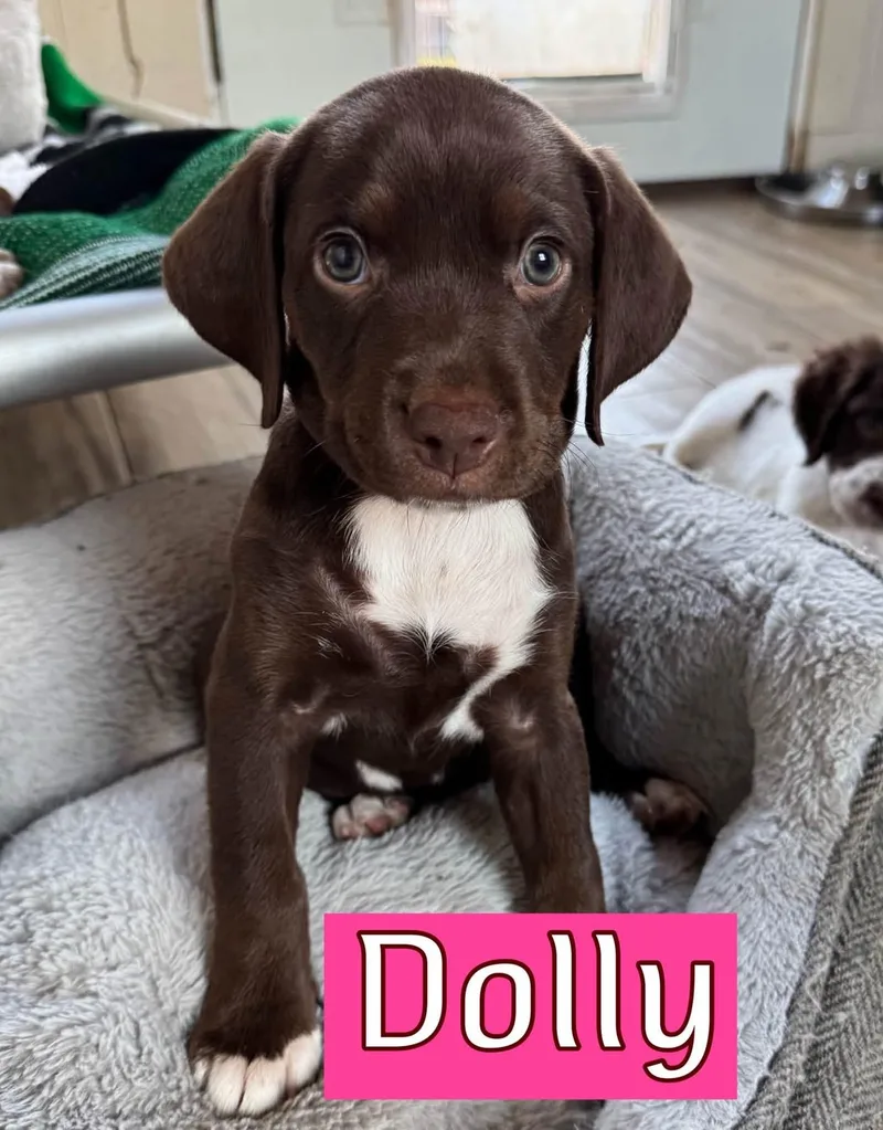 Dolly thumbnail 4